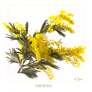 Mimosa